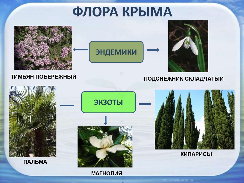 Проект растения крыма