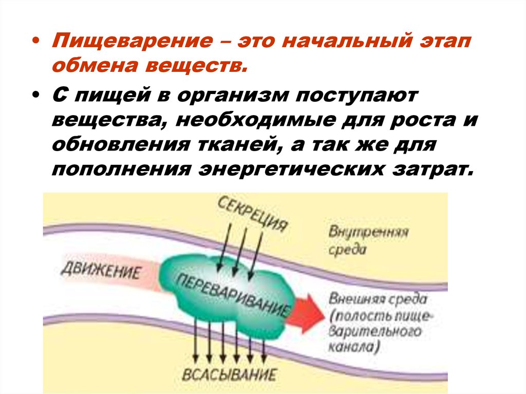 Физиологические процессы в организме