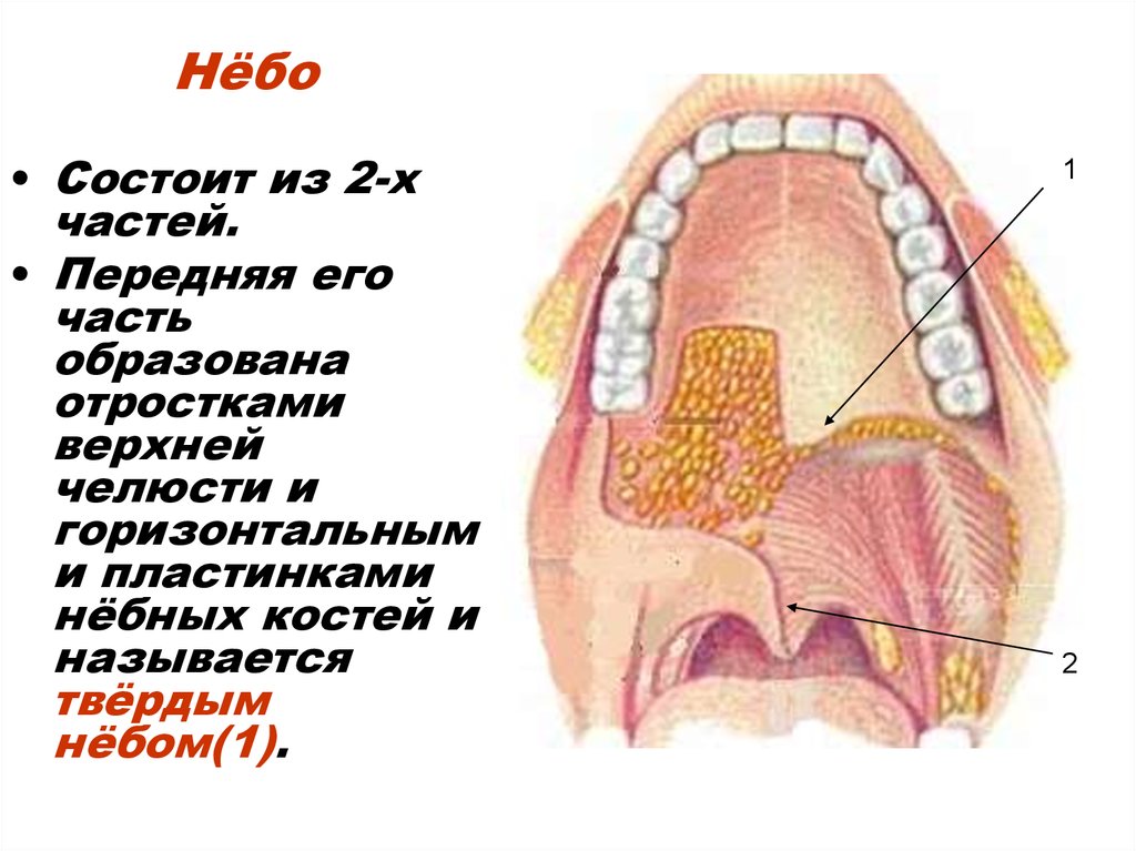 Структуры полости рта