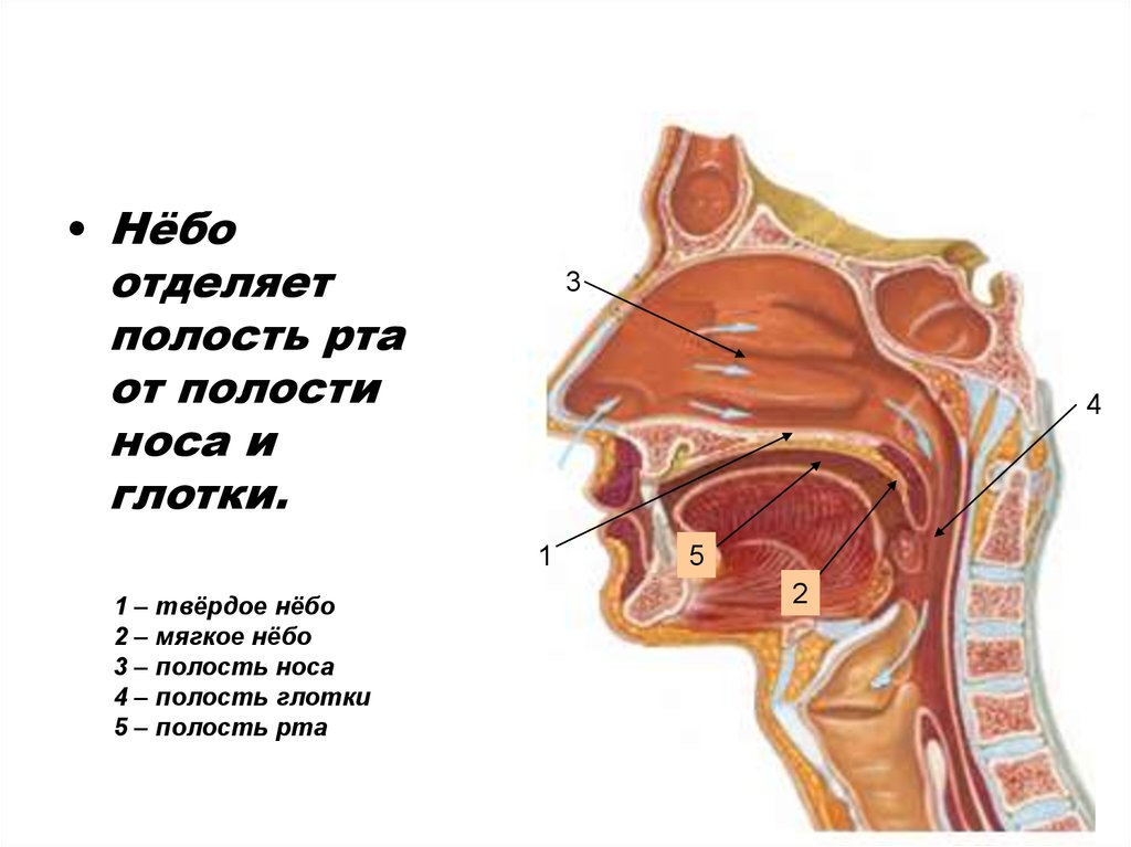 Носовая полость ротовая полость. Носовая полость строение анатомия. Строение ротовой полости сбоку. Ротовая полость анатомия вид сбоку. Строение полости рта и глотки анатомия.