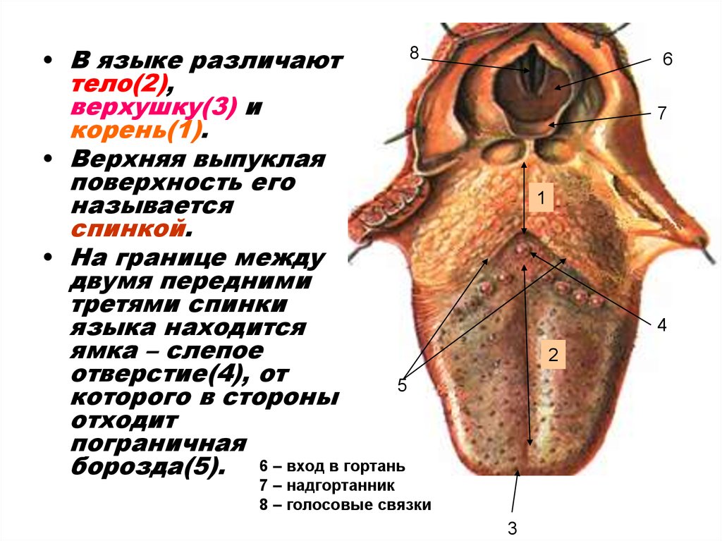 Особенности строения полости. Анатомия и физиология зубра.