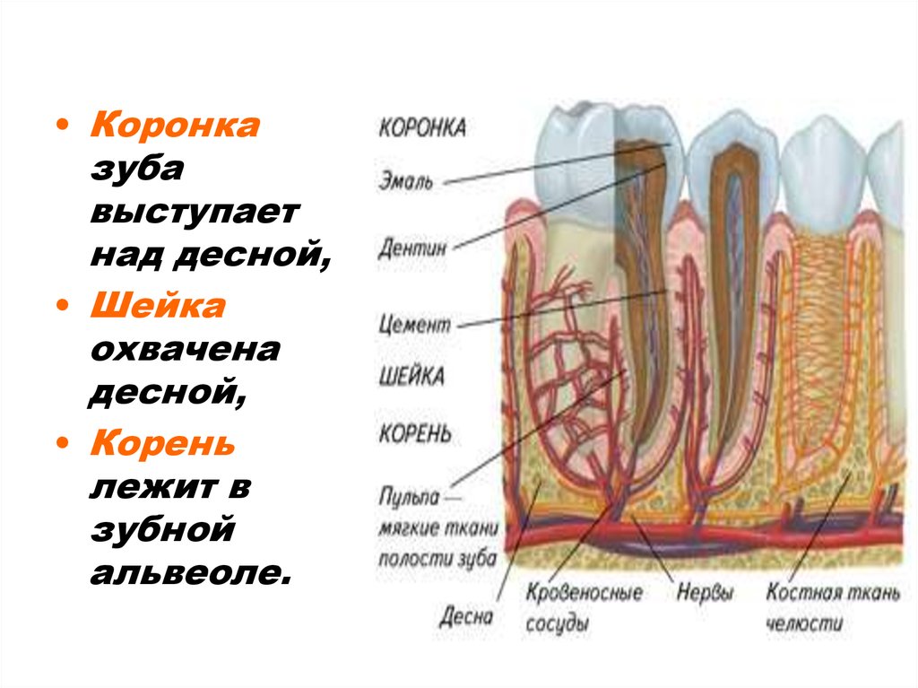 Особенности строения полости. Кета анатомия и физиология.