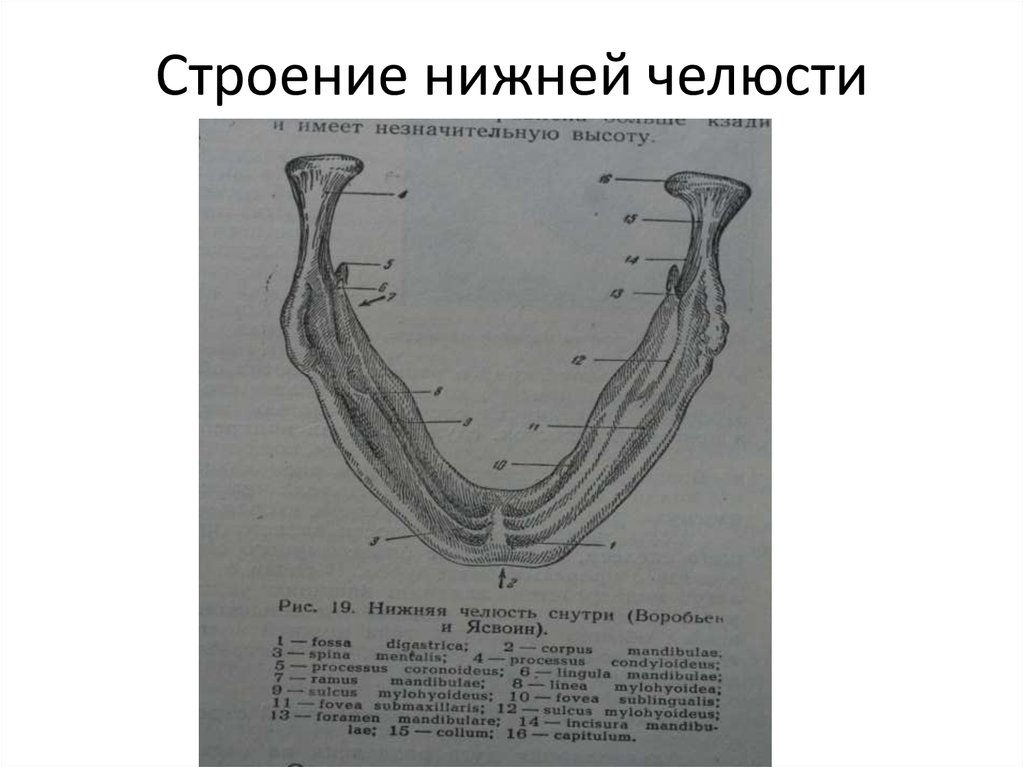 Нижний край нижней челюсти. Нижняя челюсть анатомия медунивер. Анатомо топографическое строение нижней челюсти. Нижняя челюсть анатомия Билич. Строение нижней челюсти на латыни.