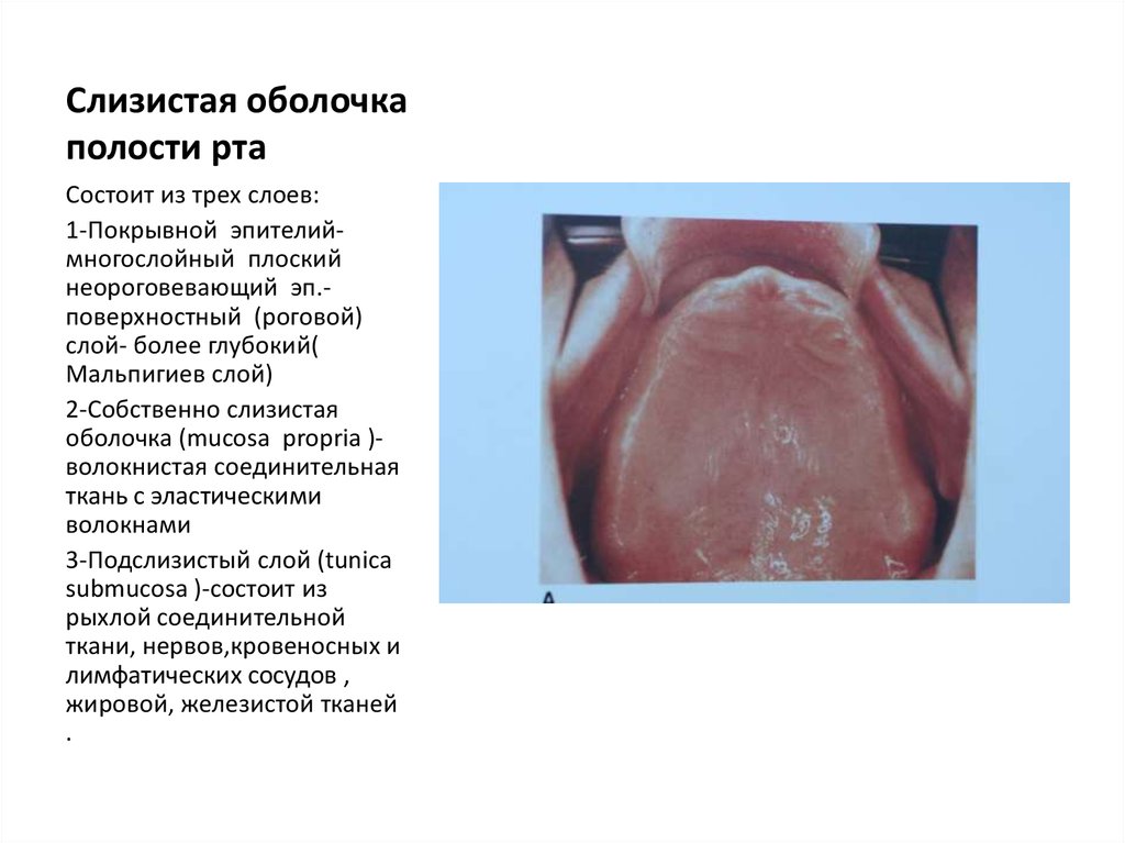 Слизистая оболочка полости рта фото