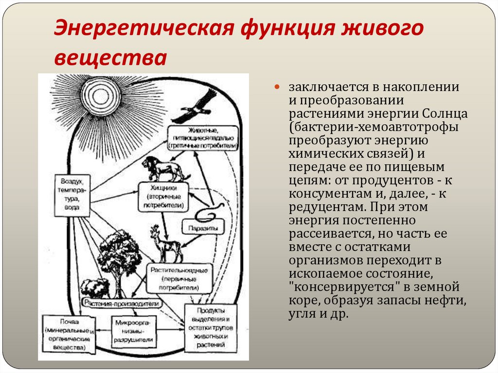 Презентация роль живых организмов в биосфере 9 класс биология