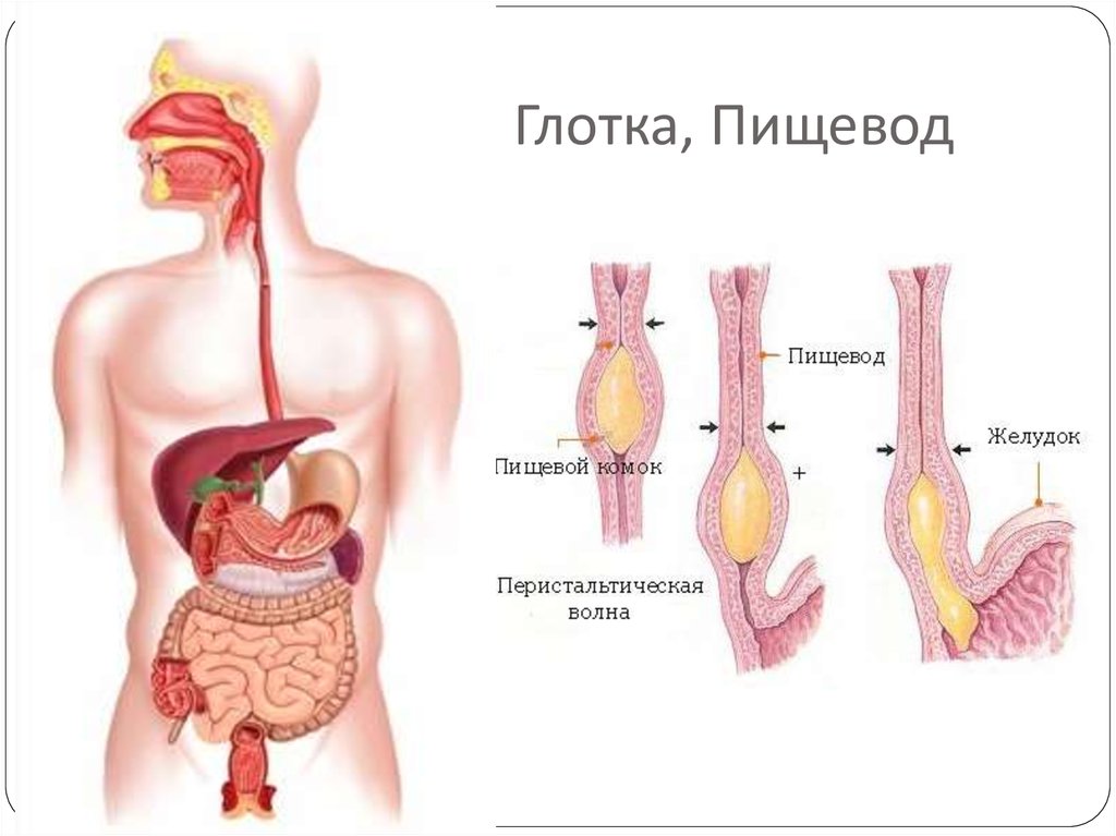 Органы пищевод человека. Глотка пищевод желудок анатомия. Глотка пищевод желудок строение. Строение желудка и пищевода человека схема. Глотка пищевод и желудок их строение и функции.