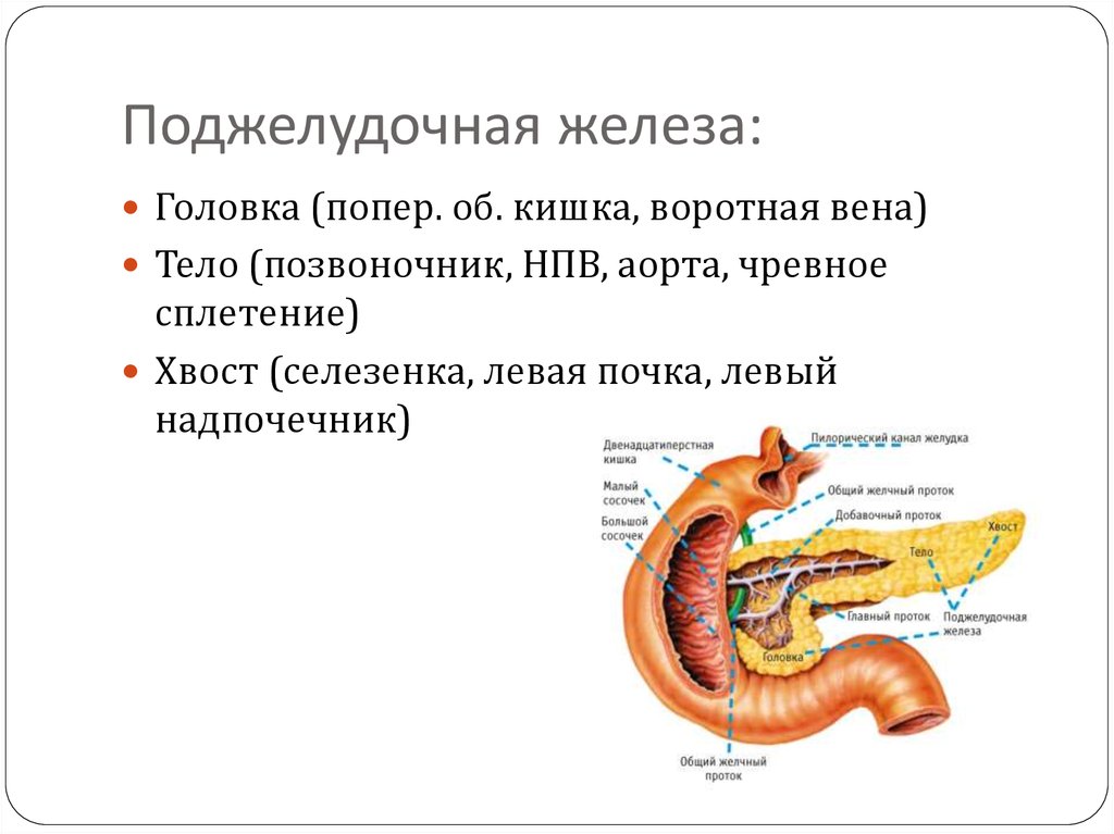 Где поджелудок. Поражение хвоста поджелудочной железы. Поджелудочная железа головка тело хвост норма. Хвост поджелудочной железы анатомия. Строение хвоста поджелудочной железы.