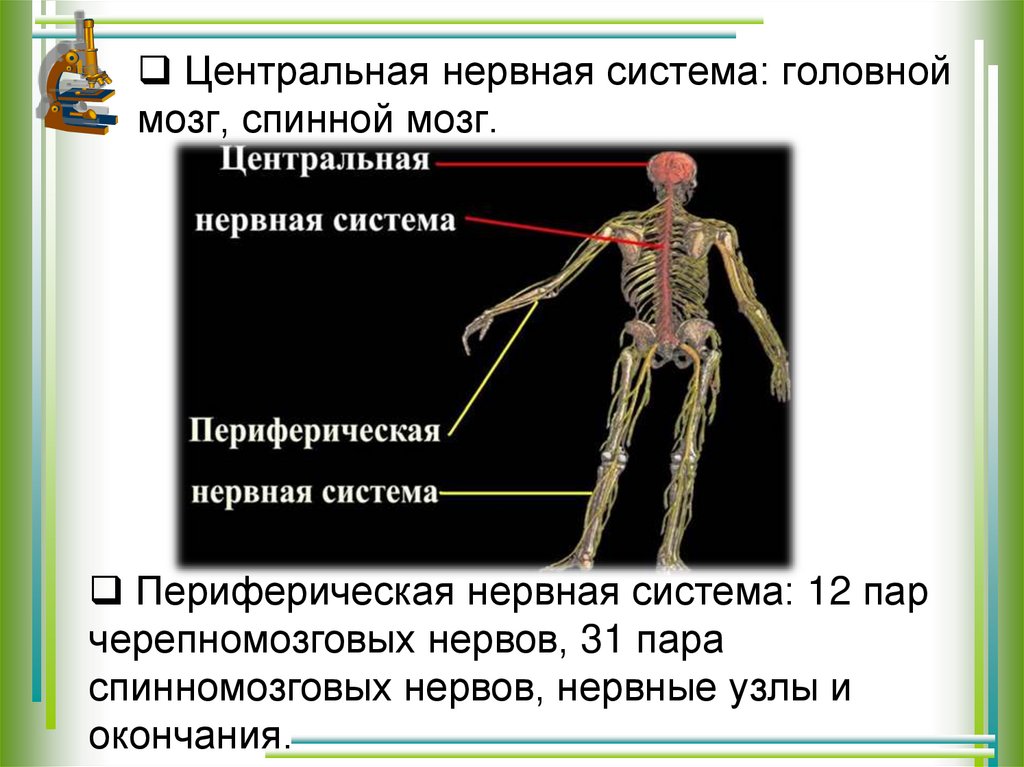 Строение нервного узла. Нервные узлы состоят из. Нервные узлы это кратко. Строение нервной системы руки человека. Нервная система ноги.