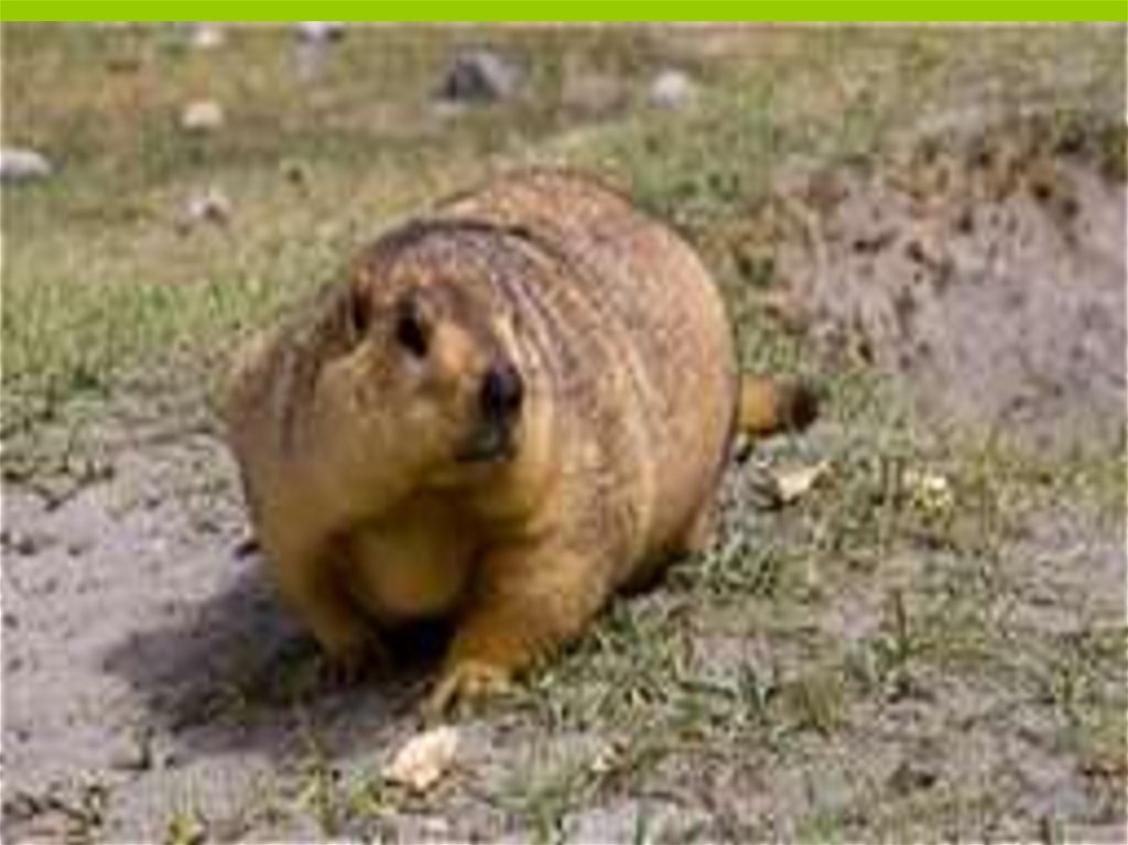 Альтернативное название монгольского сурка. Сурок Степной, Байбак (Marmota Bobak). Гималайский сурок. Мармот сурок. Тибетский Байбак.