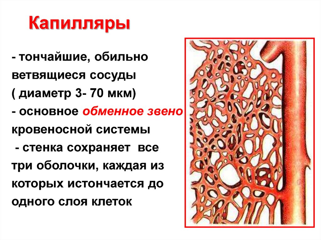 Капеляр. Роль капилляров в организме человека. Строение капилляров. Функция капилляров в теле человека. Структура капилляра.