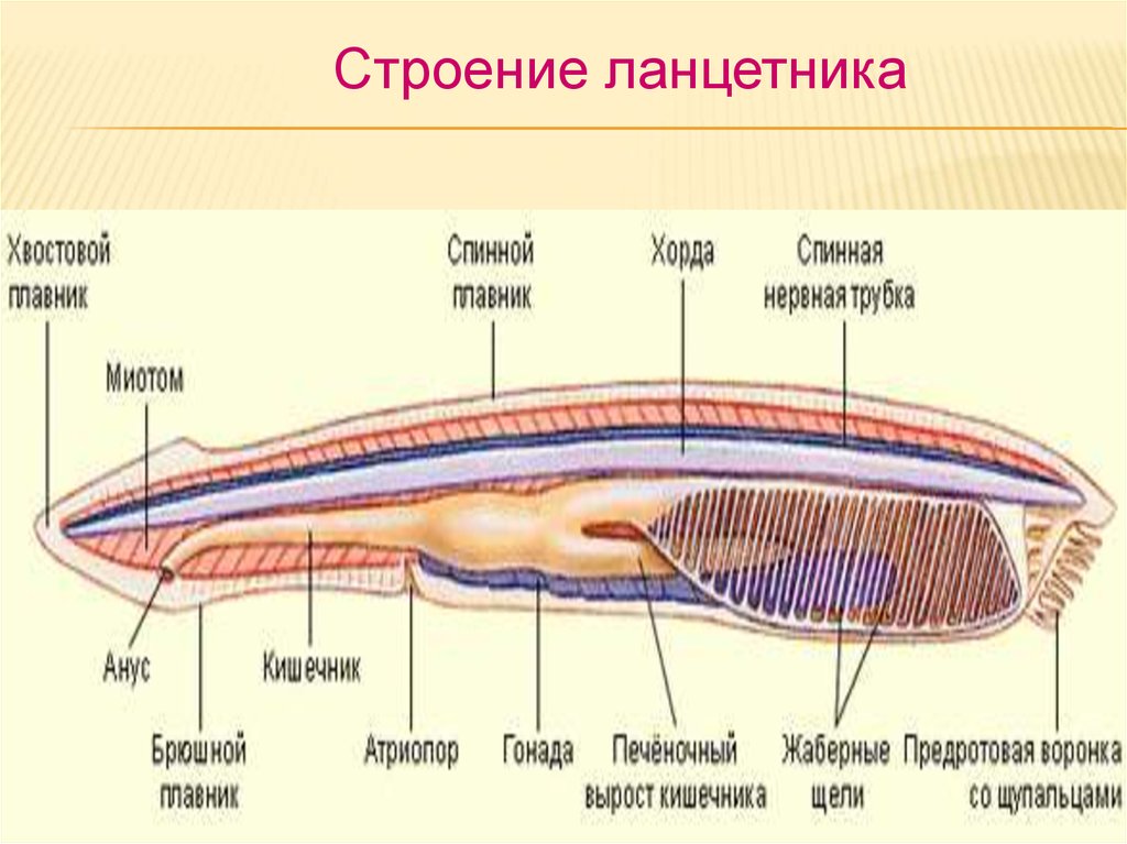 Общий план строения хордовых расположив их внутренние органы в верной последовательности