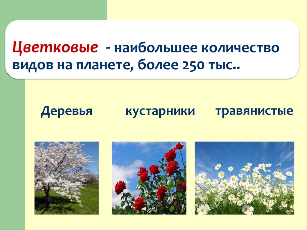 Сколько видов. Цветковые деревья и кустарники. Цветковые число видов. Цветковые количество видов. Сколько видов цветковых.