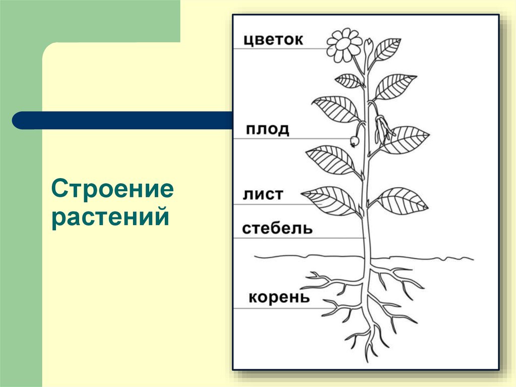 Растения схема 3 класс. Строение растения. Строение растения схема. Строение растений 3 класс. Строение растения рисунок.