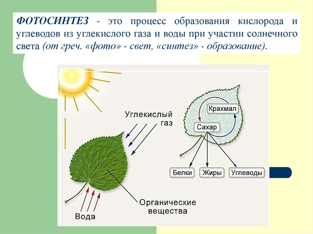 Кислород углекислый газ вода солнечный свет. Схема фотосинтеза у растений. Схема фотосинтеза 6 класс биология. Механизм фотосинтеза схема. Схема фотосинтеза белка.