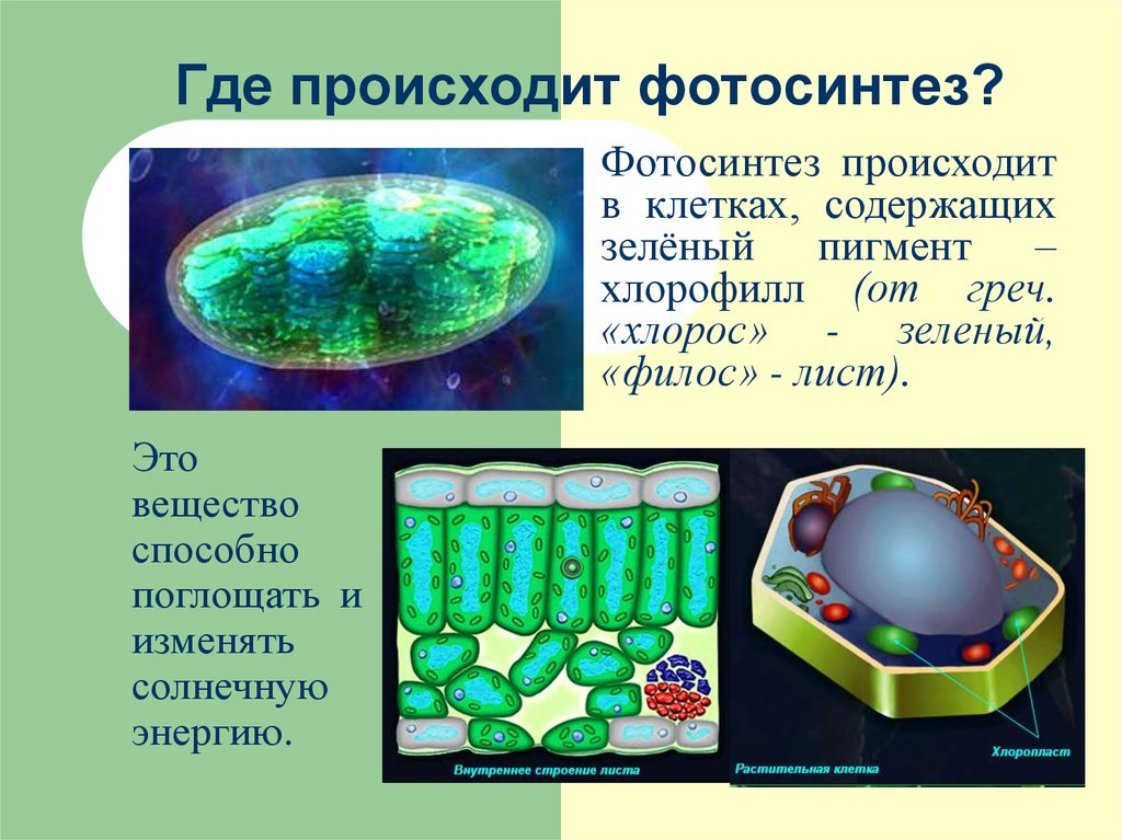 Фотосинтез клетки растений. Где происходит фотосинтез. Фотосинтез растительной клетки. Фото Синтэз происходит в... Фотосинтез происходит в клетках.