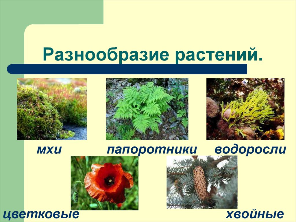 Презентация мир растений окружающий мир 3 класс. Водоросли мхи папоротники хвойные цветковые. Разнообразие растительного мира. Многообразие растений. Разнообразие растений водоросли.