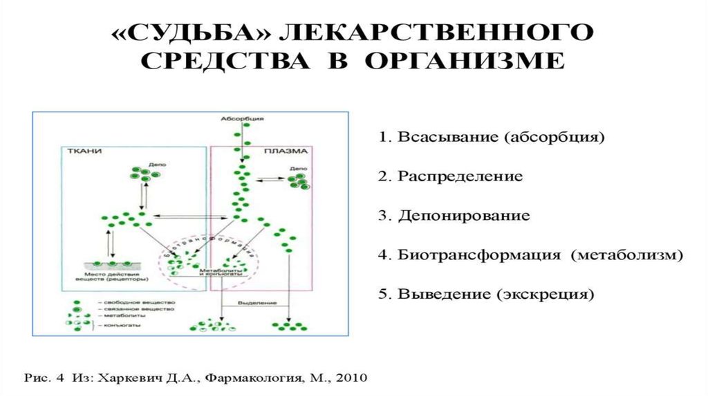 Фармакокинетика депонирование. Лекция фармакокинетика. Распределение и депонирование лекарственных веществ в организме. Фармакокинетика всасывание.