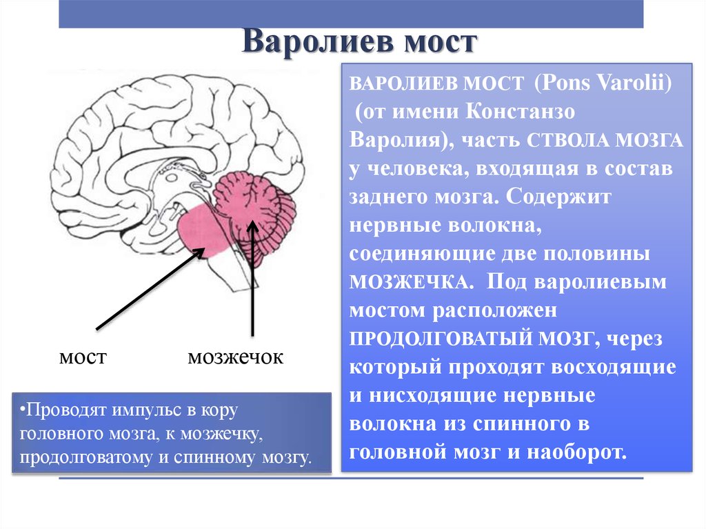 Функции моста мозга