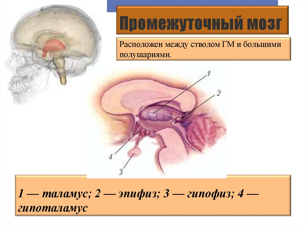 Таламус и гипоталамус какой отдел мозга. Промежуточный мозг таламус гипоталамус эпиталамус метаталамус. Промежуточный мозг строение. Промежуточный мозг ствол мозга функции. Промежуточный мозг в разрезе.