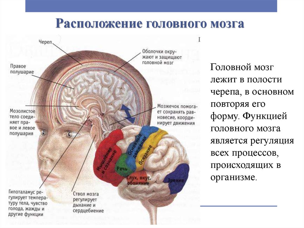 Структуры головного мозга презентация