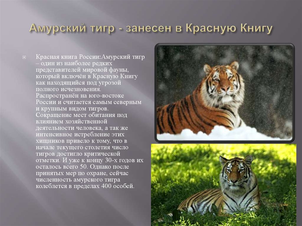 Животные красной книги амурский тигр