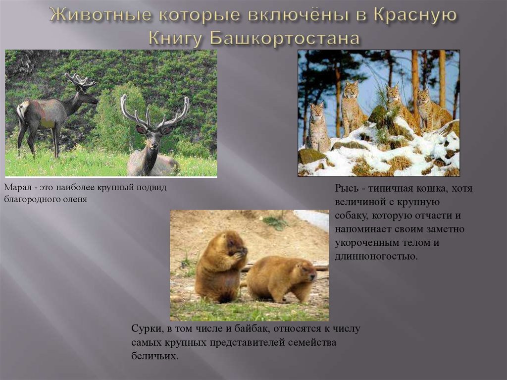 Животные которые включёны в Красную Книгу Башкортостана