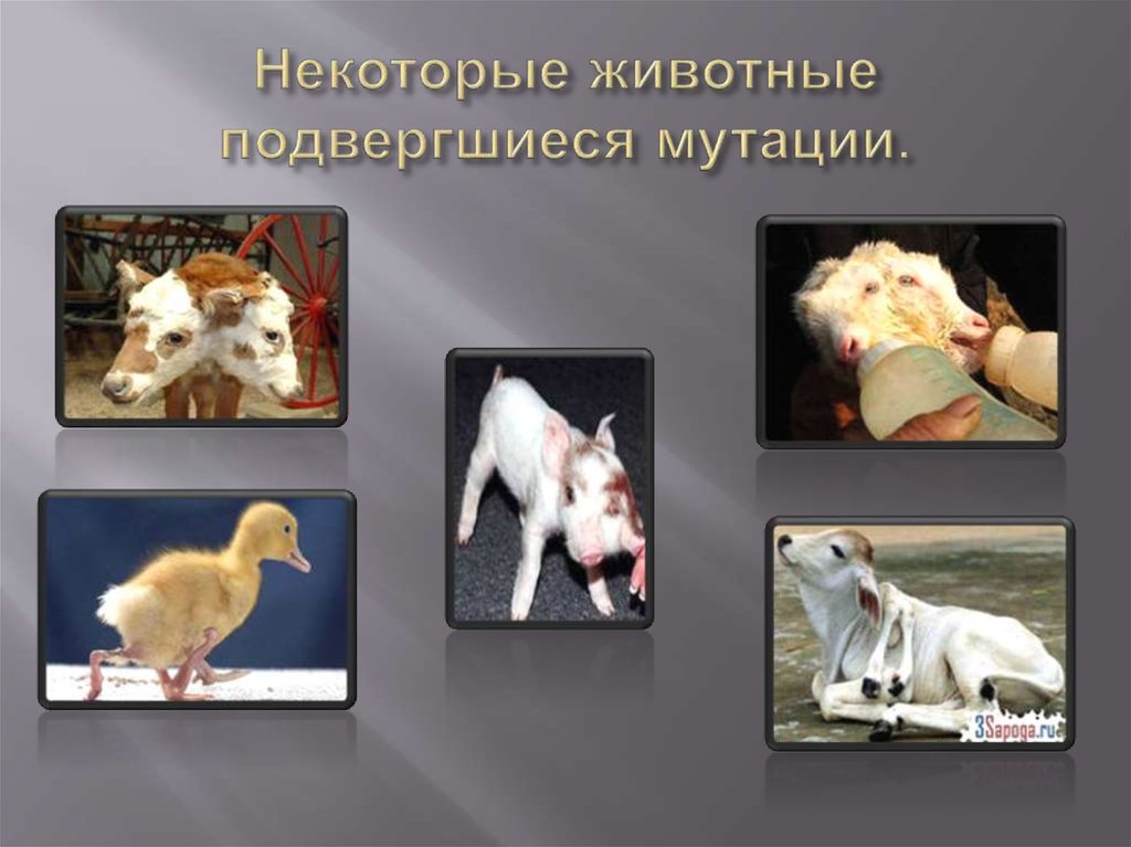 Защита питомца. Проект охрана животных. Проект на тему защита животных. Презентация на тему защита животных.