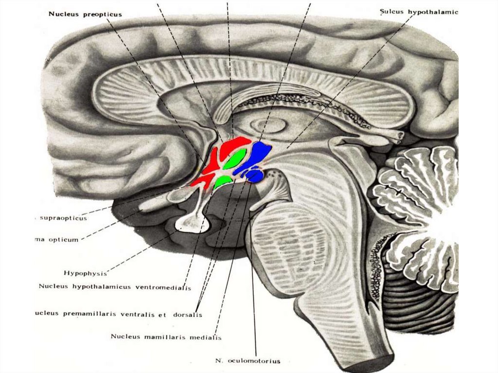 Где находится гипоталамус у человека в голове фото