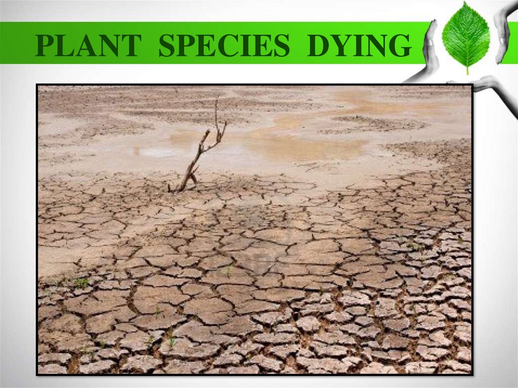 Plants die if you not water them. Plant species Dying. Fish and Plant species Dying картинка. Fish and Plant species Dying презентация. Fish and Plant species Dying предложения.