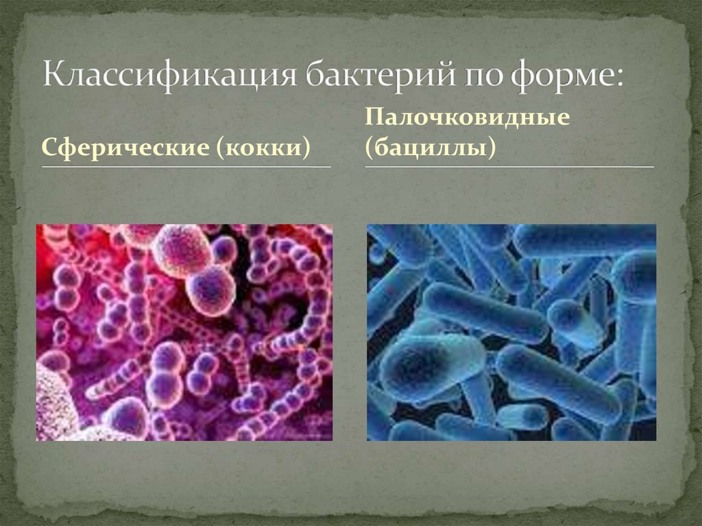 Классификация бактерий. 6 групп бактерий