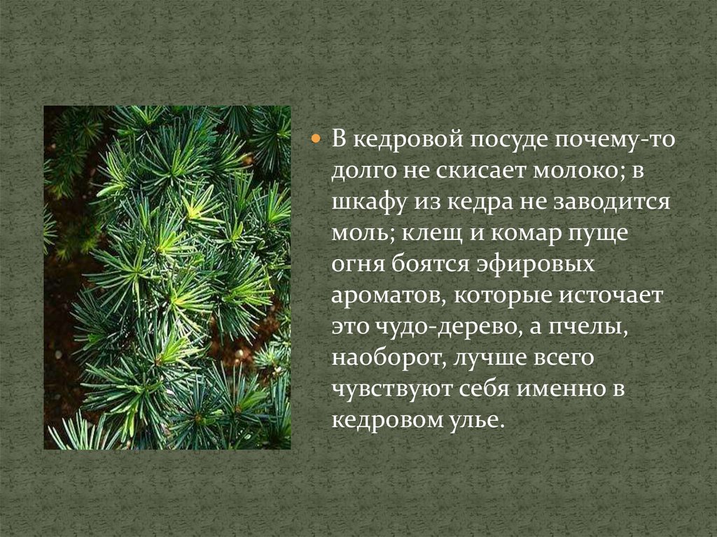 Пуще огня бояться. Кедр лес Каменушка. Научное название воздуха в Кедровом лесу. Растения красной книги Республики Коми Сибирский кедр.