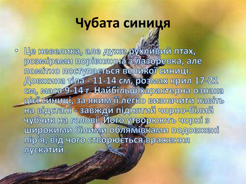 Чубата синиця