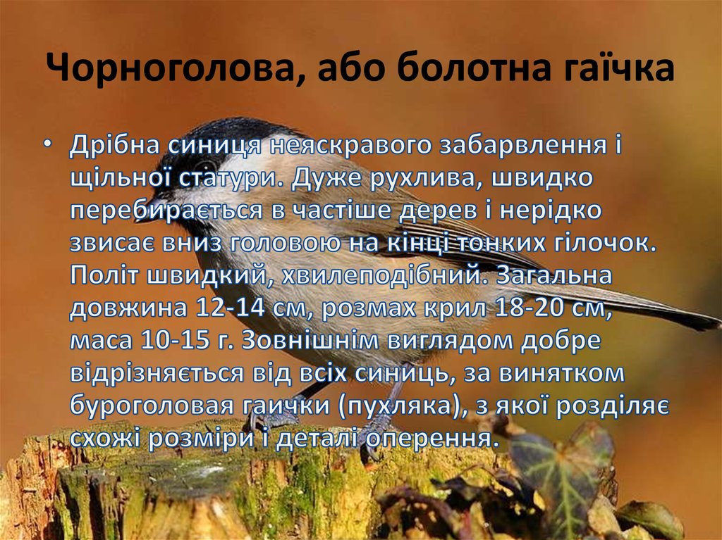 Чорноголова, або болотна гаїчка