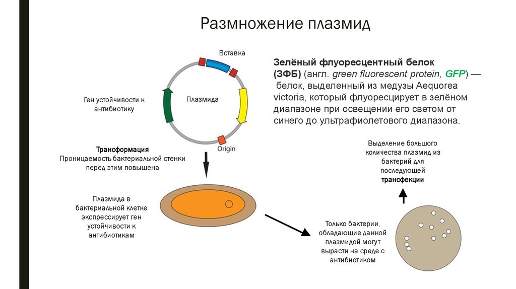 Плазмиды биотехнология
