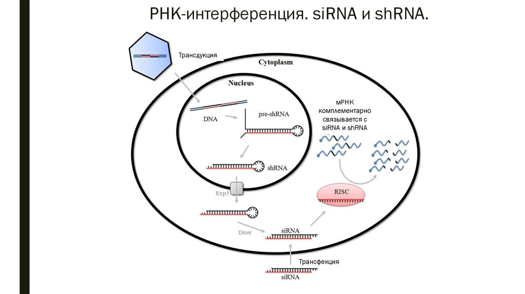 Интерферирующая рнк. Синтетическая малая интерферирующая РНК. Феномен РНК интерференции. Этапы РНК интерференции. Вирусная интерференци.