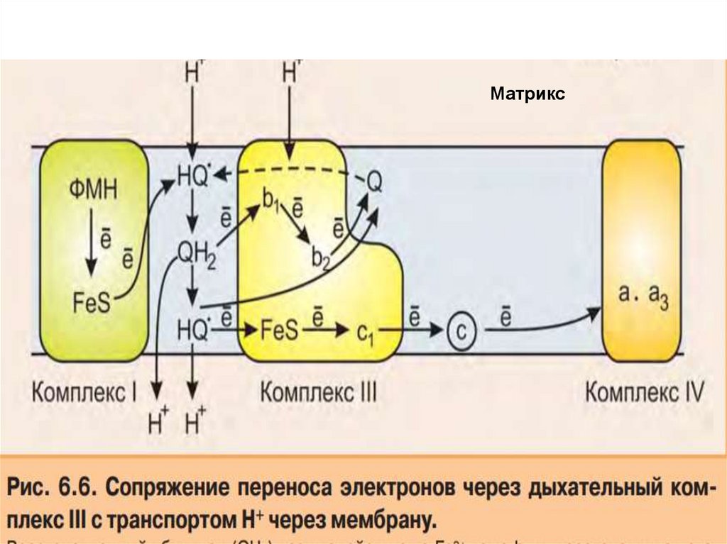 Хемиосмотическая теория митчелла схема