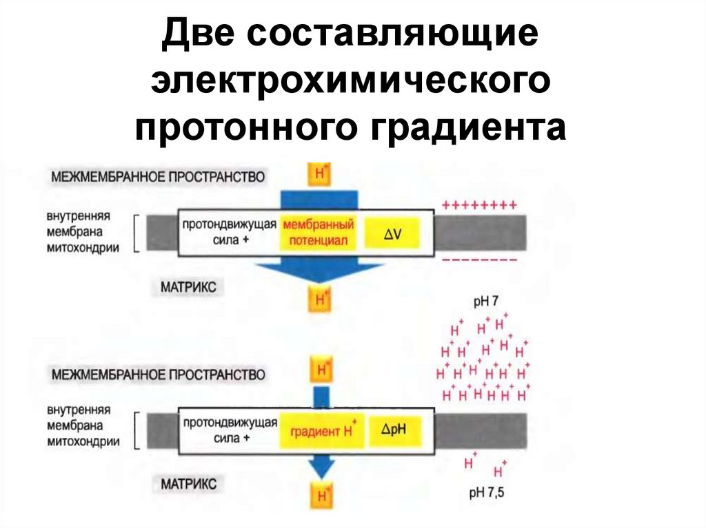 Протонный градиент. Электрохимический градиент мембраны. Электрохимический протонный градиент. Протонный градиент в митохондриях. Создание протонного градиента в фотосинтезе.