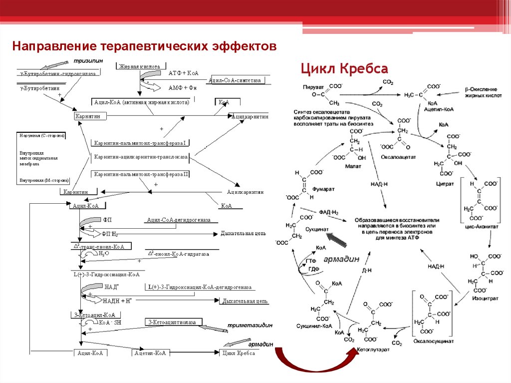 Цикл кребса презентация