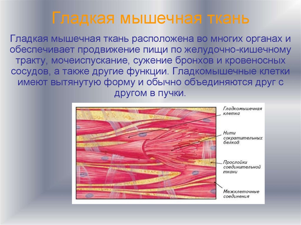Работа гладких мышц. Гладкая мышечная ткань строение. Клетки гладкой мышечной ткани одноядерные. Базальная мембрана гладкой мышечной ткани. Строение мышечной гладкой ткани биология 8 класс.
