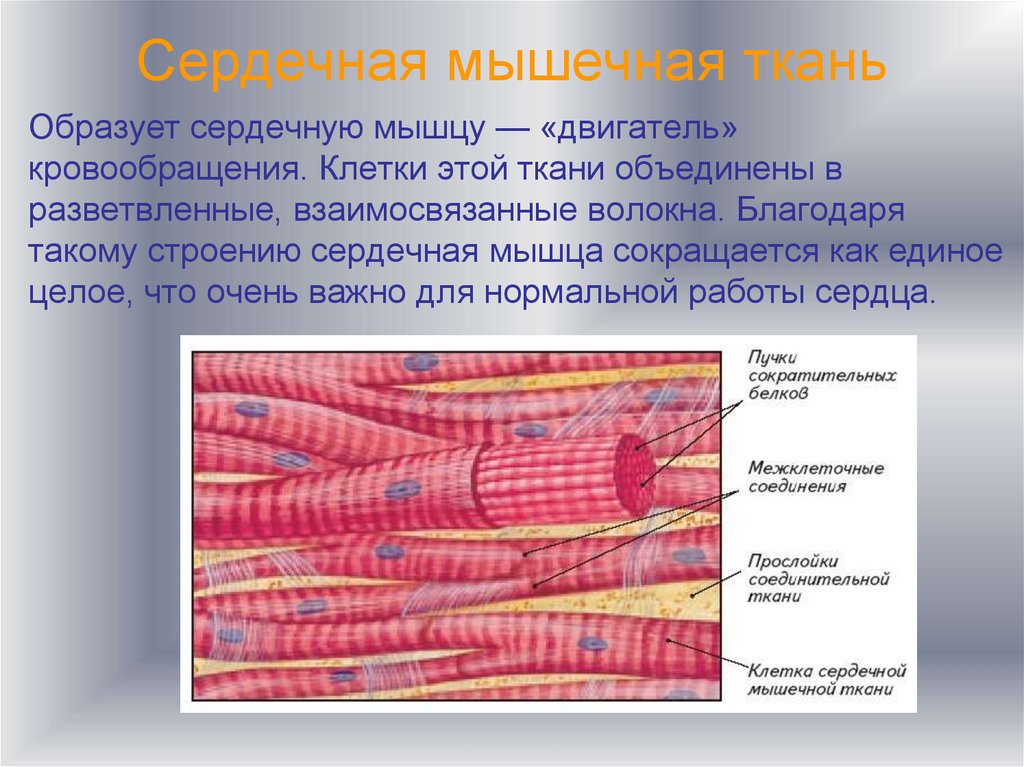 Особенности поперечно полосатой сердечной мышечной ткани