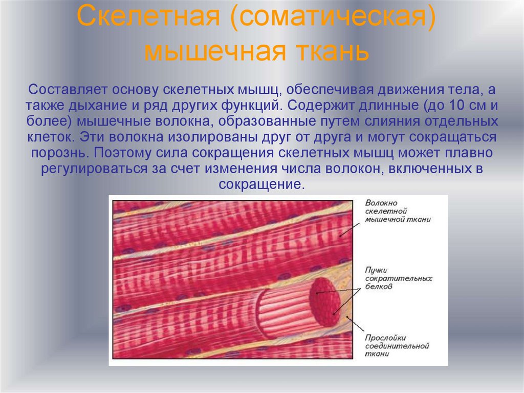 Особенность волокон поперечно полосатой мышечной ткани
