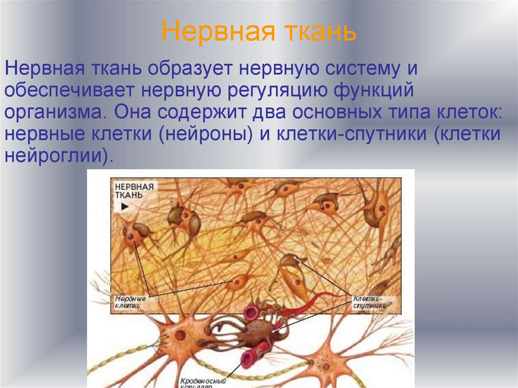 Нервная ткань состоит из собственно нервных клеток. Нервная ткань биология 8. Биология 8 класс нервная ткань типы. Нервная ткань Нейроны и нейроглия рисунок. Строение нервной ткани в биологии.