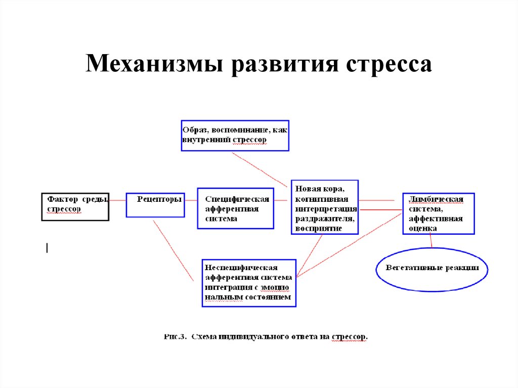 Механизм процесса развития. Механизмы формирования стресса. Механизм развития стресс-реакции (стадии). Стресс стадии механизм развития проявления. Схема развития стрессовой реакции.