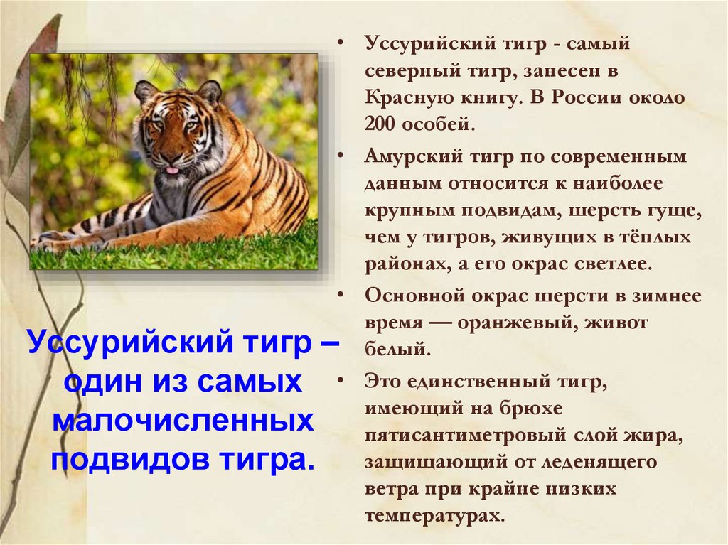 Амурский тигр сообщение 4 класс. Уссурийский тигр меры охраны. Про Уссурийского тигра красная книга. Уссурийский тигр систематика. Тигр занесен в красную книгу.