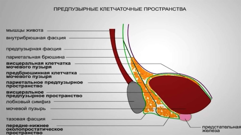 Фасция прямой кишки. Клетчаточные пространства таза. Предпузырное пространство. Клетчаточные пространства малого таза у мужчин. Предпузырная клетчатка.