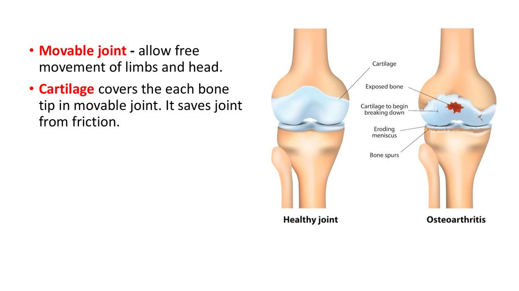 Allow joining. Moveable Joints. Semi-movable Joints. Movable. Linear movable Joints.