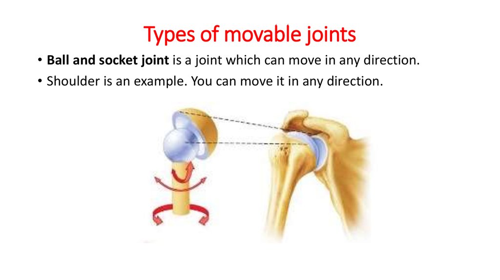 movable joint