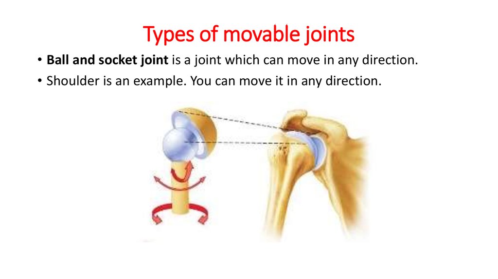 Class Movable Joints Prezentaciya Onlajn