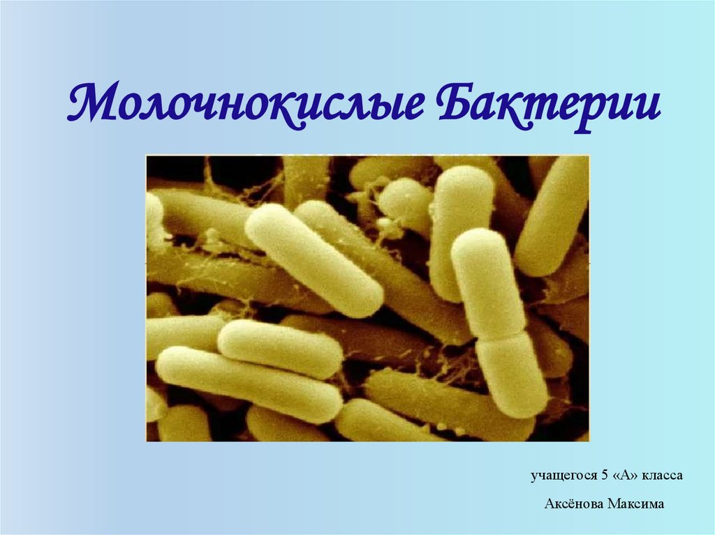 Производство кисломолочных бактерий. Бактерии брожения: молочнокислые бактерии. Молочнокислые бактерии строение. Строение кисломолочных бактерий. Молочнокислые бактреи.