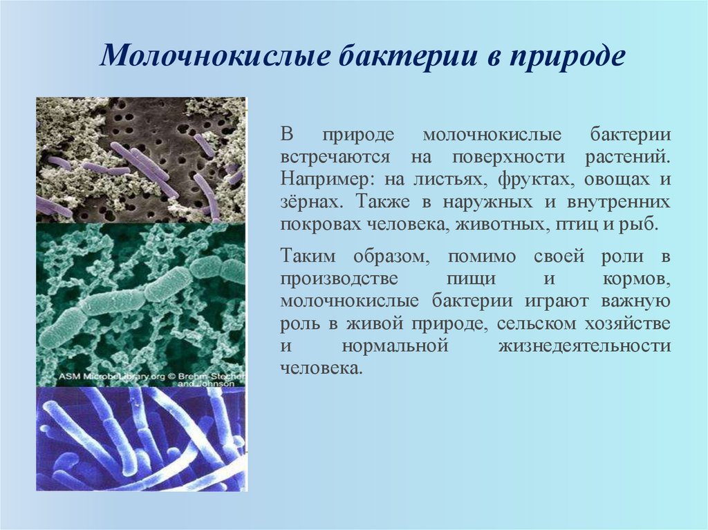 Роль бактерий разрушителей. Молочнокислые бактерии доклад по биологии 5 класс. Молочнокислые бациллы. Молочнокислые бактерии в природе 5 класс. Молочнокислые бактерии 5 класс биология роль для человека.